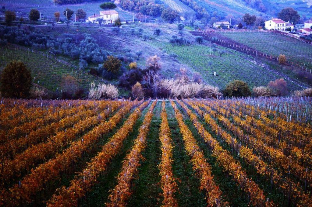 Agriturismo Cantina Morone Guardia Sanframondi Bagian luar foto